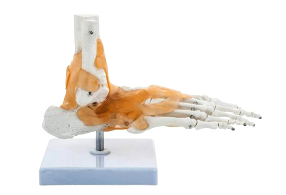 ANKLE JOINT PVC RUBBER