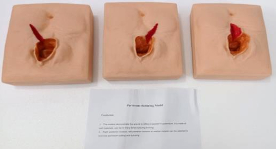 PERINEUM SUTURING model