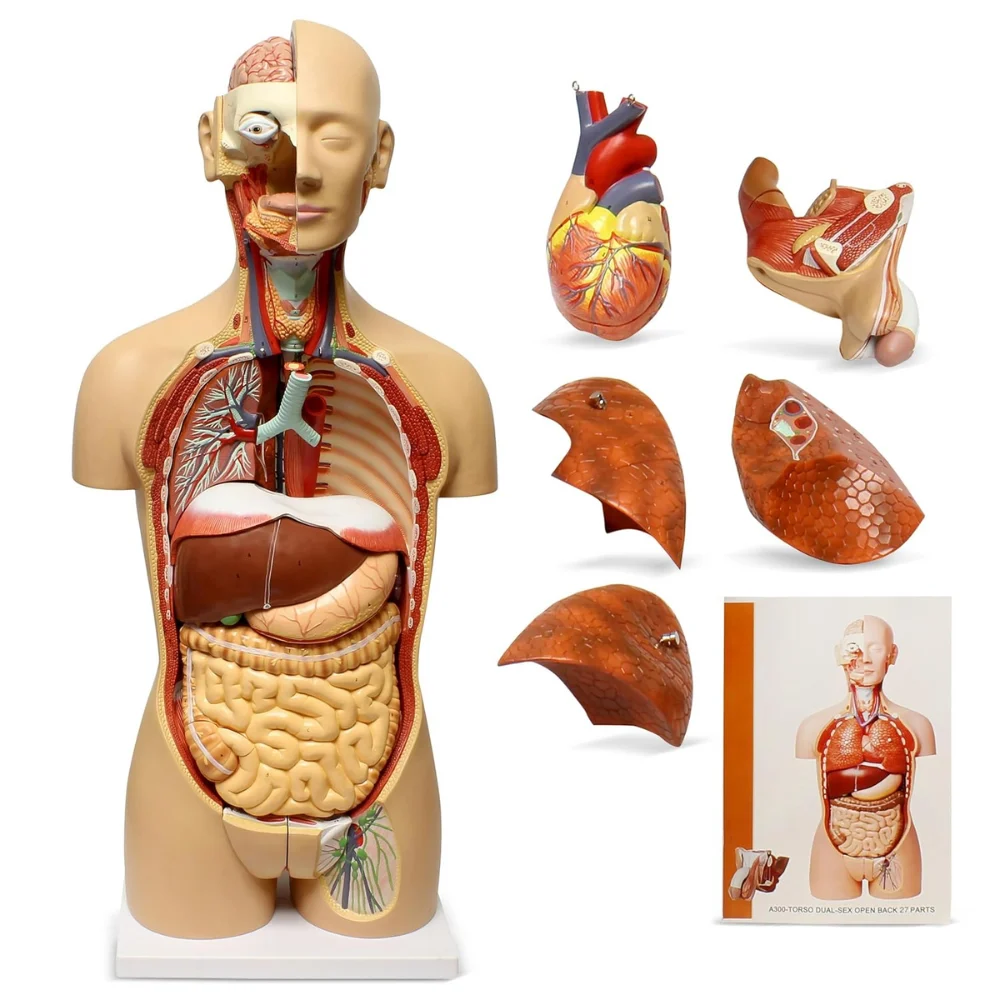 Advanced Fiber Anatomy Models for School & Institute Education